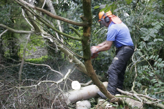 Tree surgery services Pembrokeshire | Tree surgery in Pembrokeshire
