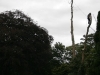 Tree surgery Pembrokeshire