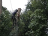 Tree surgery Pembrokeshire