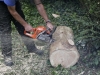 Tree surgery Pembrokeshire