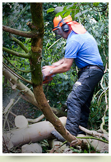 Tree services Pembrokeshire